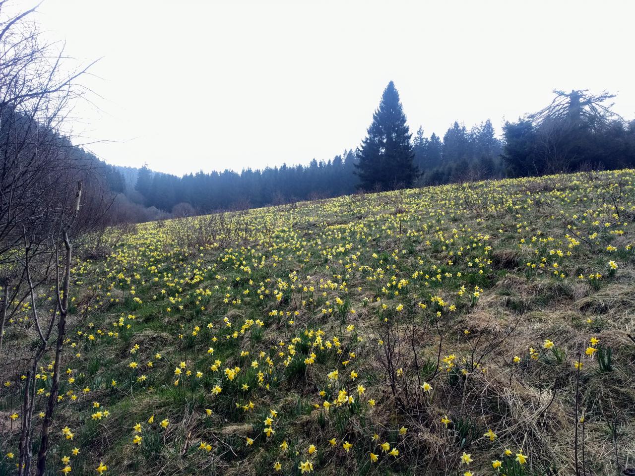 Narzissenwiesen Wanderung Eifel Gps Wanderatlas