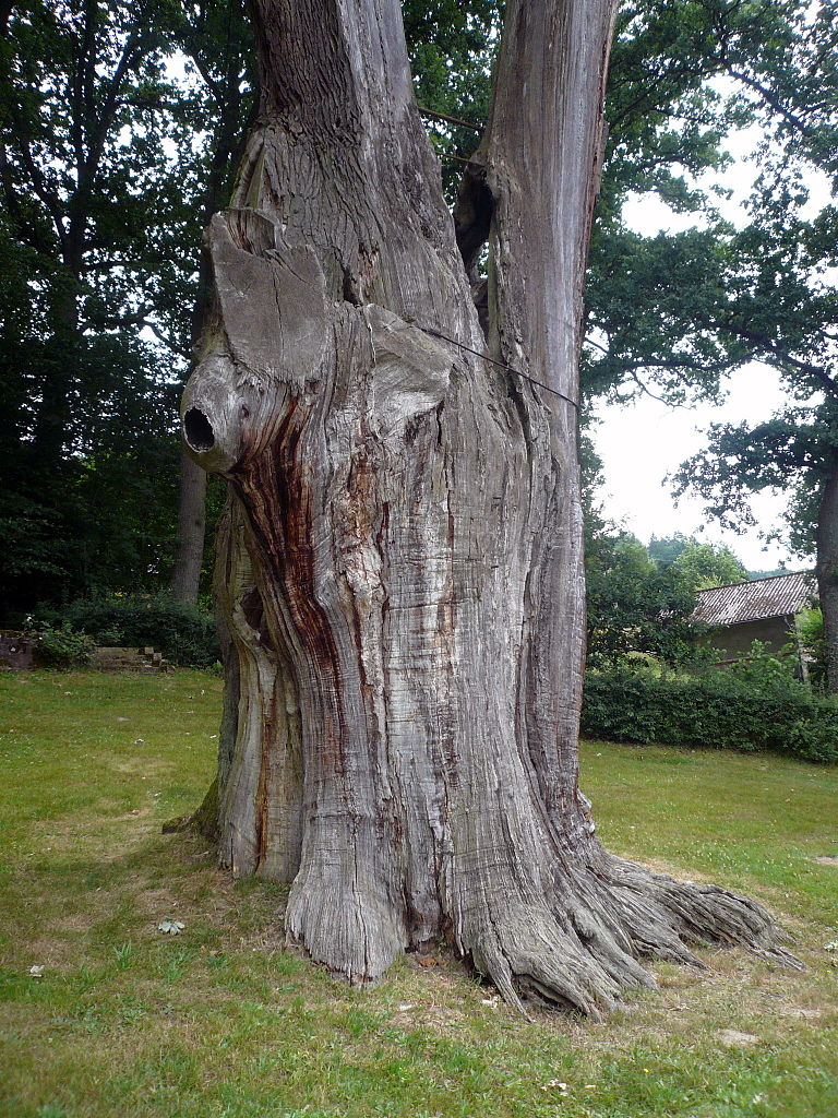 Baum Eiche